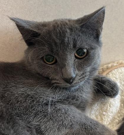 Enlarge Stuffing, a Adoptable Domestic Short Hair in Palm Coast, FL image 2/3