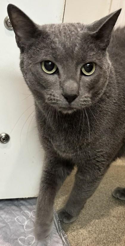 Enlarge Stuffing, a Adoptable Domestic Short Hair in Palm Coast, FL image 3/3