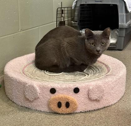 Enlarge Stuffing, a Adoptable Domestic Short Hair in Palm Coast, FL image 3/3