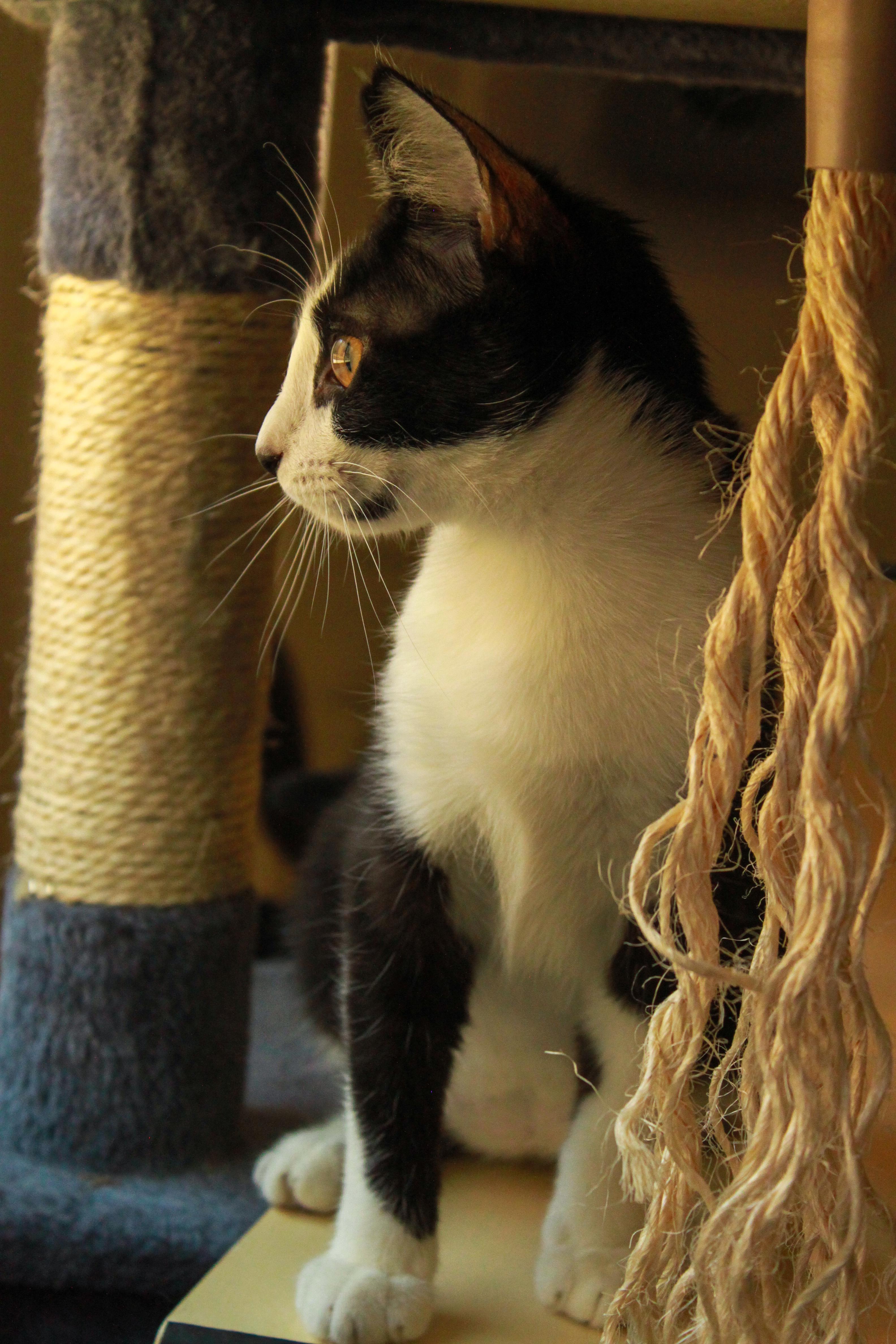 Enlarge Josephine, a Adoptable Domestic Short Hair in Ona, WV image 4/4