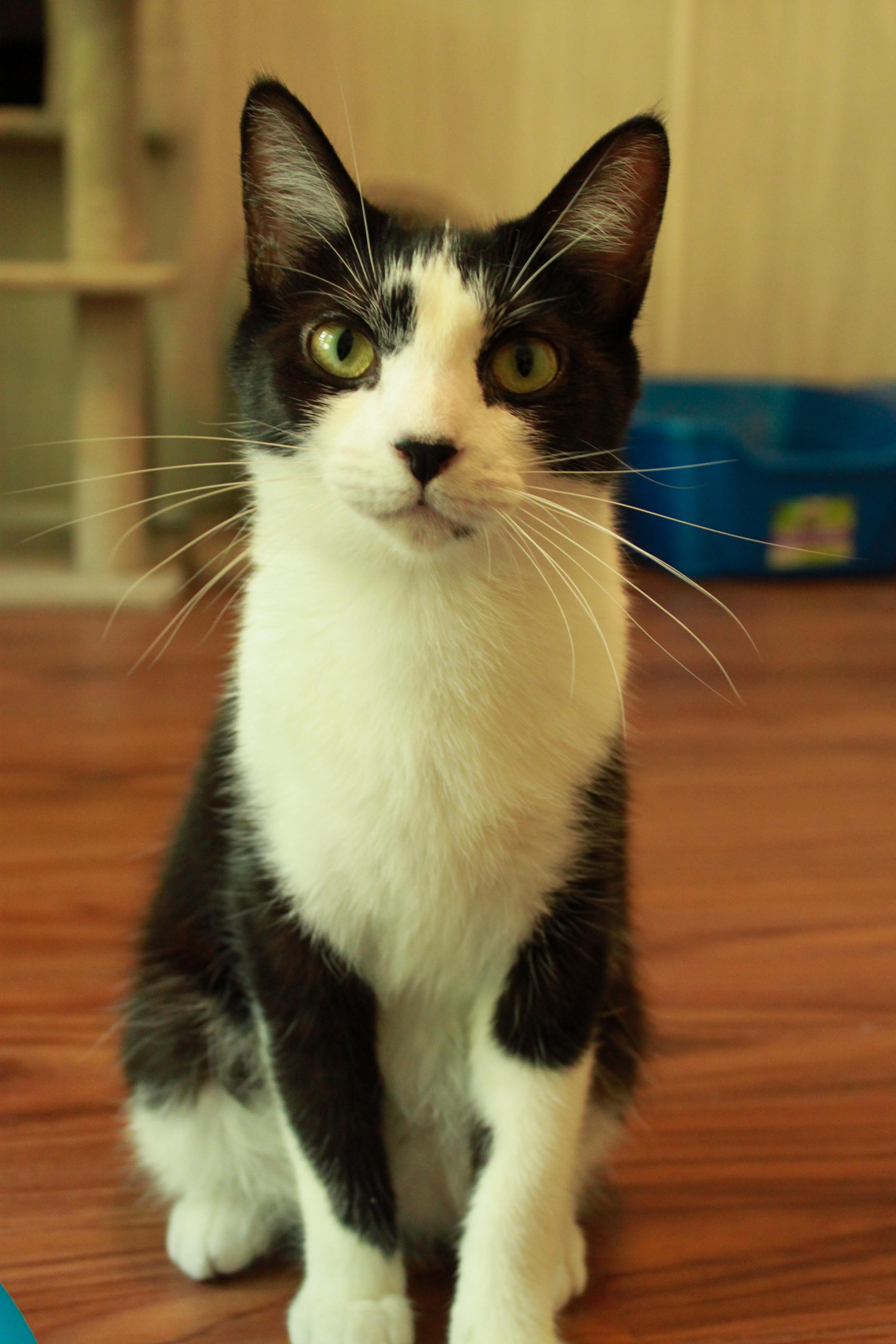 Josephine, Adoptable, Young Female Domestic Short Hair.
