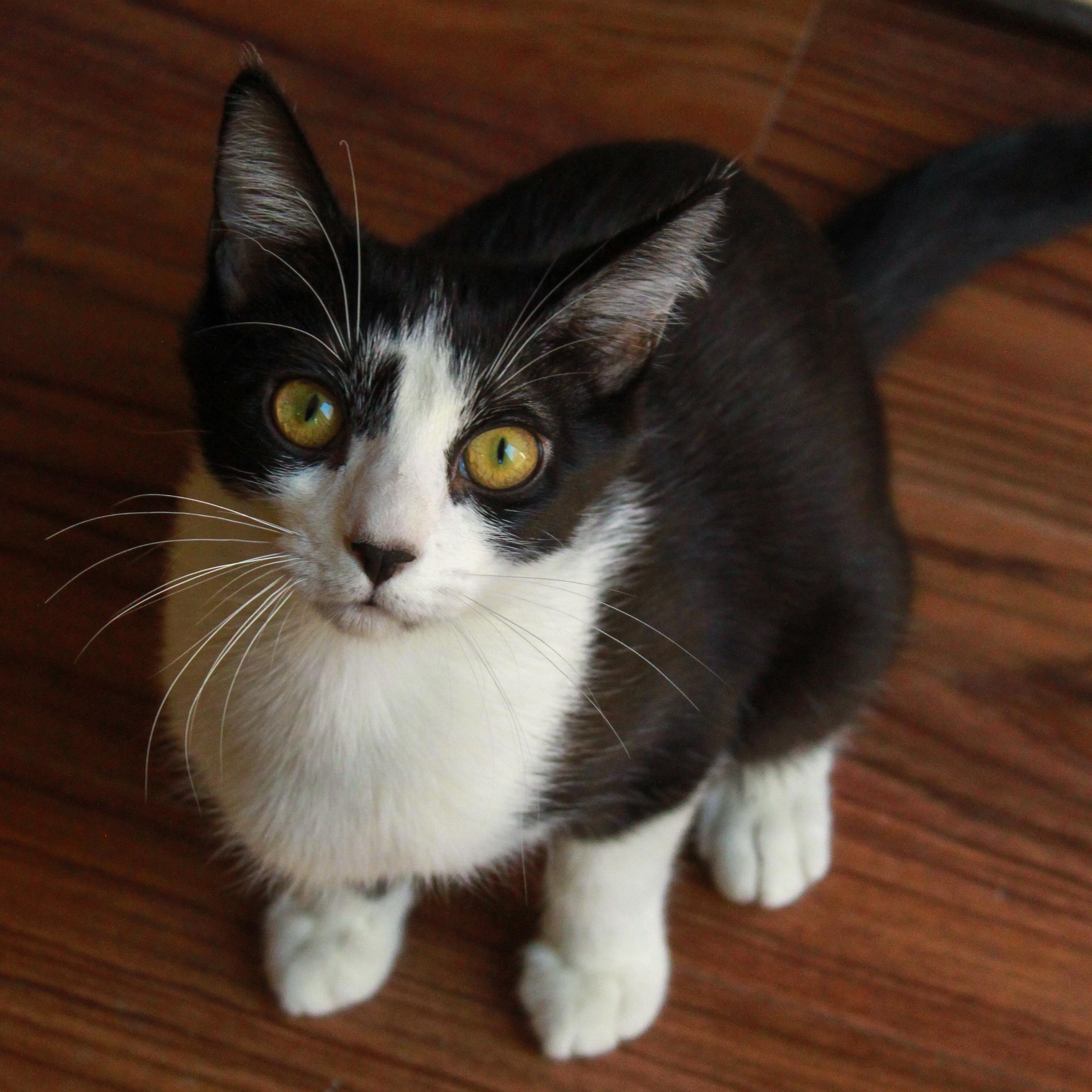 Enlarge Josephine, a Adoptable Domestic Short Hair in Ona, WV image 2/4