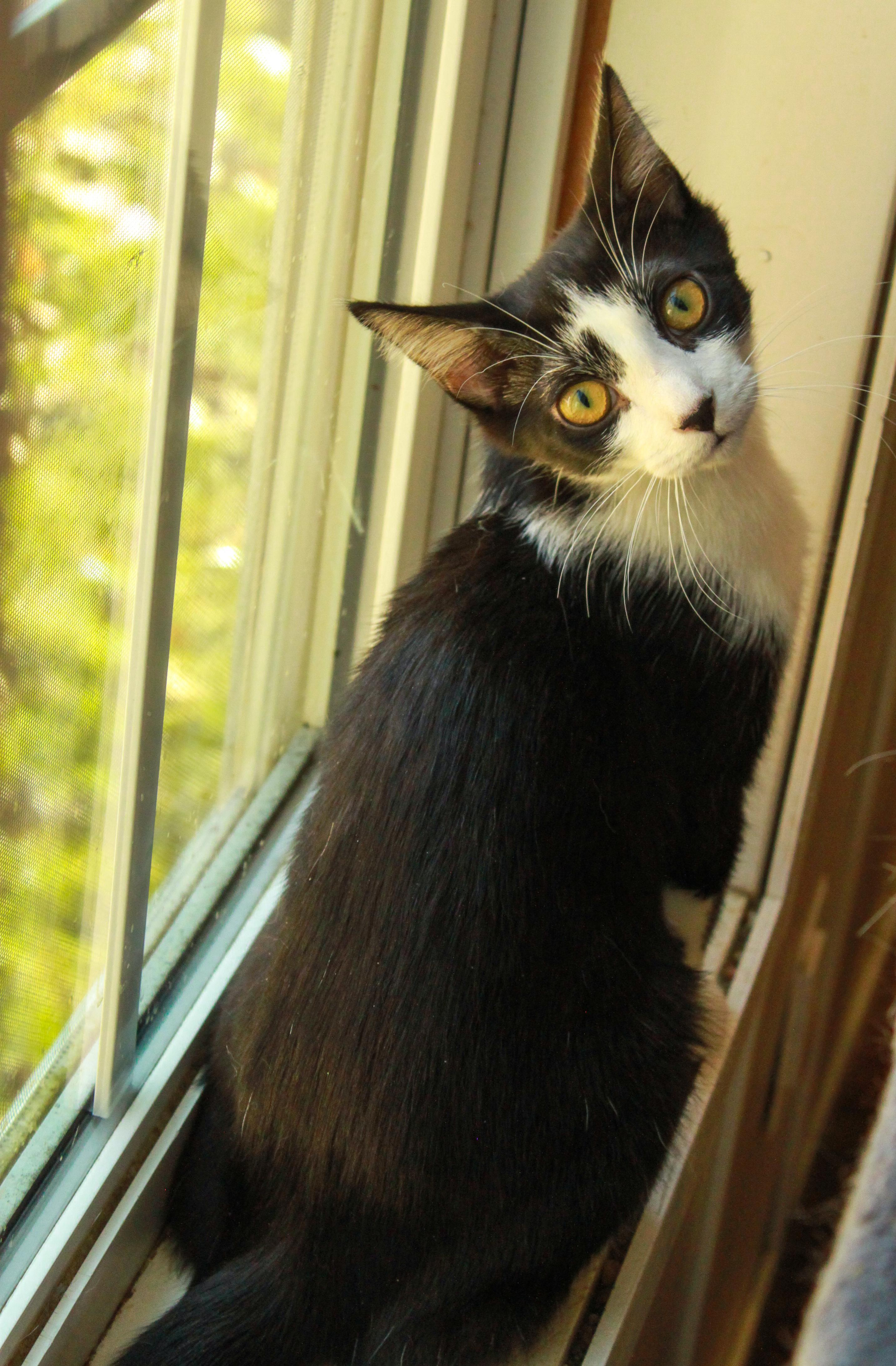 Enlarge Josephine, a Adoptable Domestic Short Hair in Ona, WV image 3/4