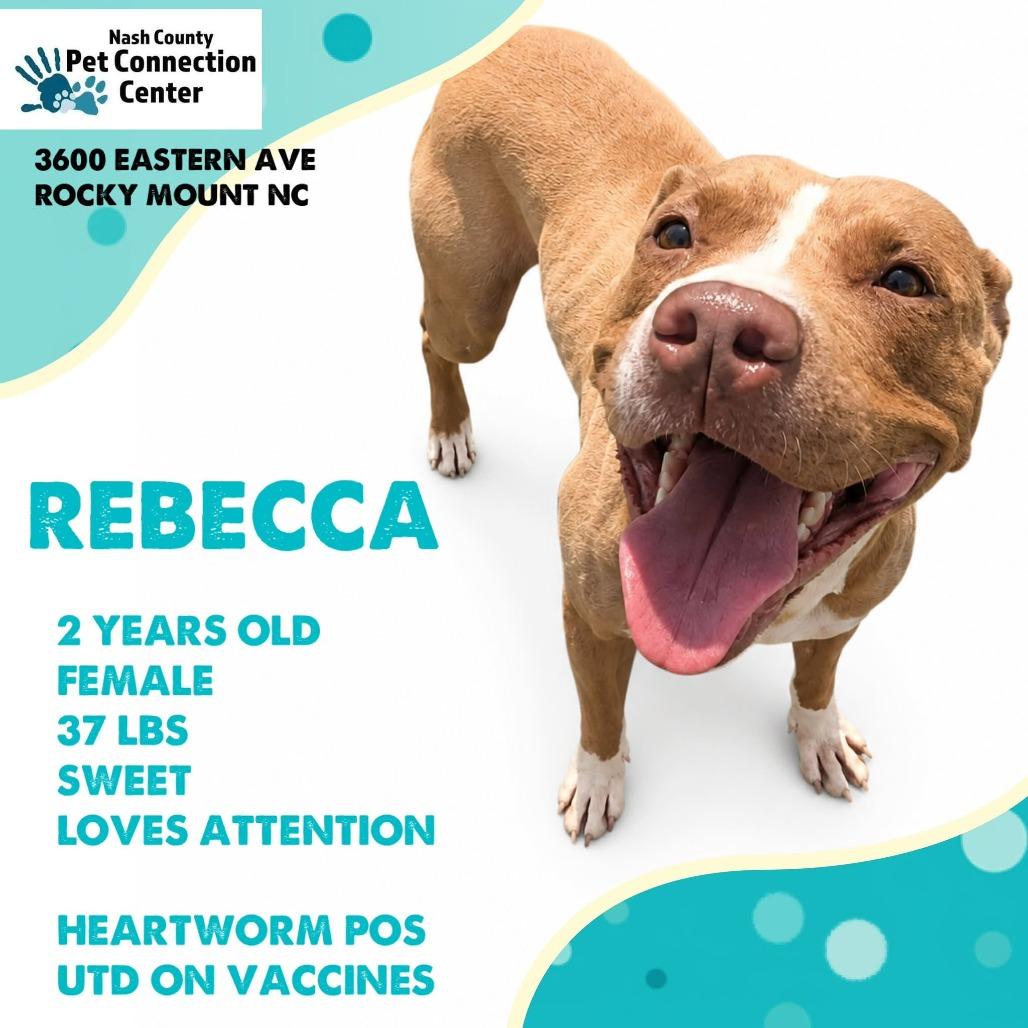 REBECCA Available NOW - ADOPTION or RESCUE!, Adoptable, Adult Female Mixed Breed.
