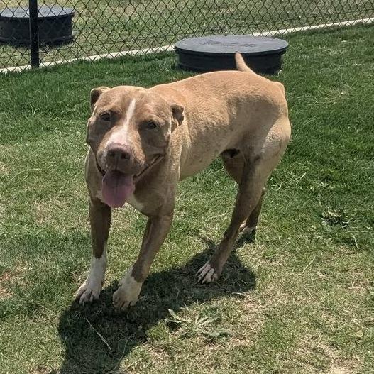 REBECCA Available NOW - ADOPTION or RESCUE!, a Adoptable Mixed Breed in Nashville, NC image 2/4