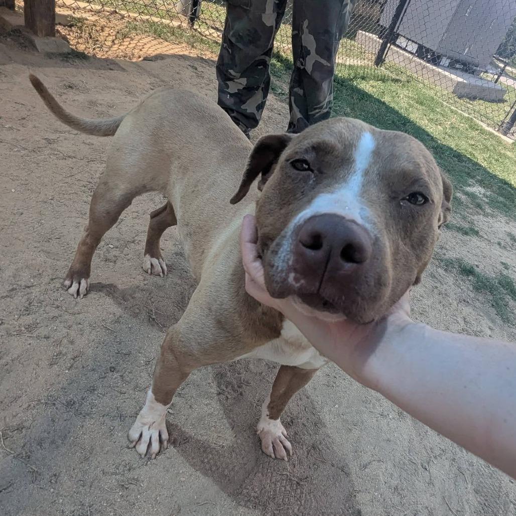 REBECCA Available NOW - ADOPTION or RESCUE!, a Adoptable Mixed Breed in Nashville, NC image 3/4