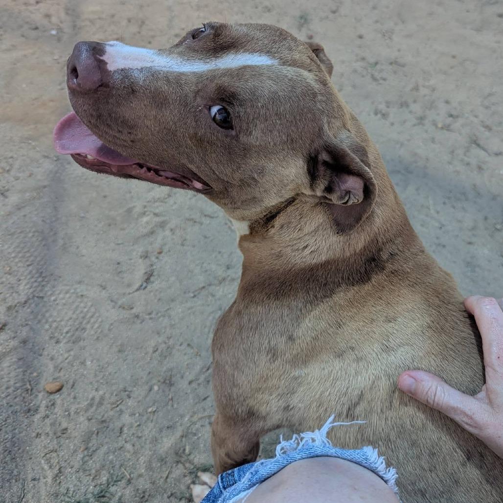 REBECCA Available NOW - ADOPTION or RESCUE!, a Adoptable Mixed Breed in Nashville, NC image 4/4