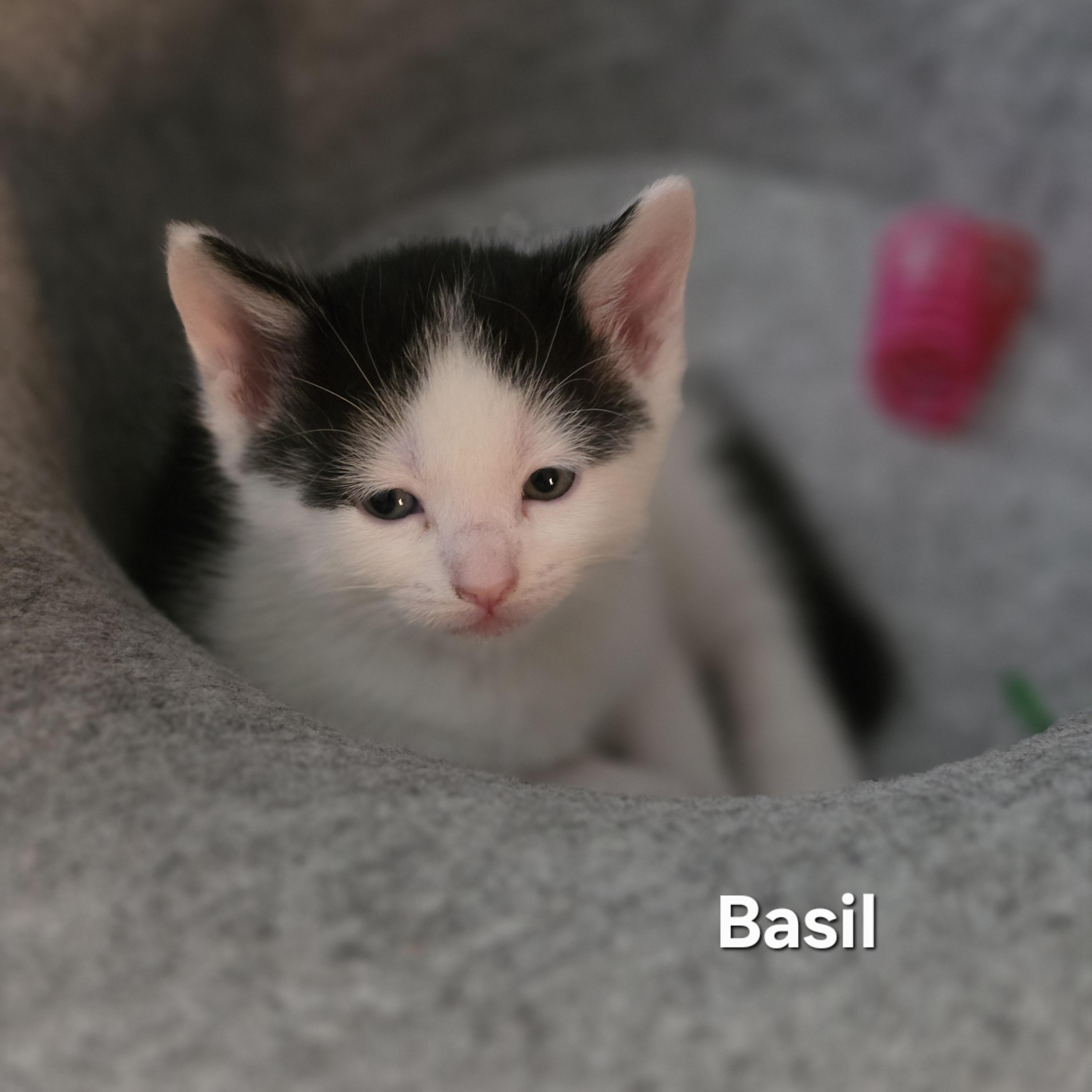 Basil, a Adoptable Tuxedo in Woodbridge, VA image 2/2