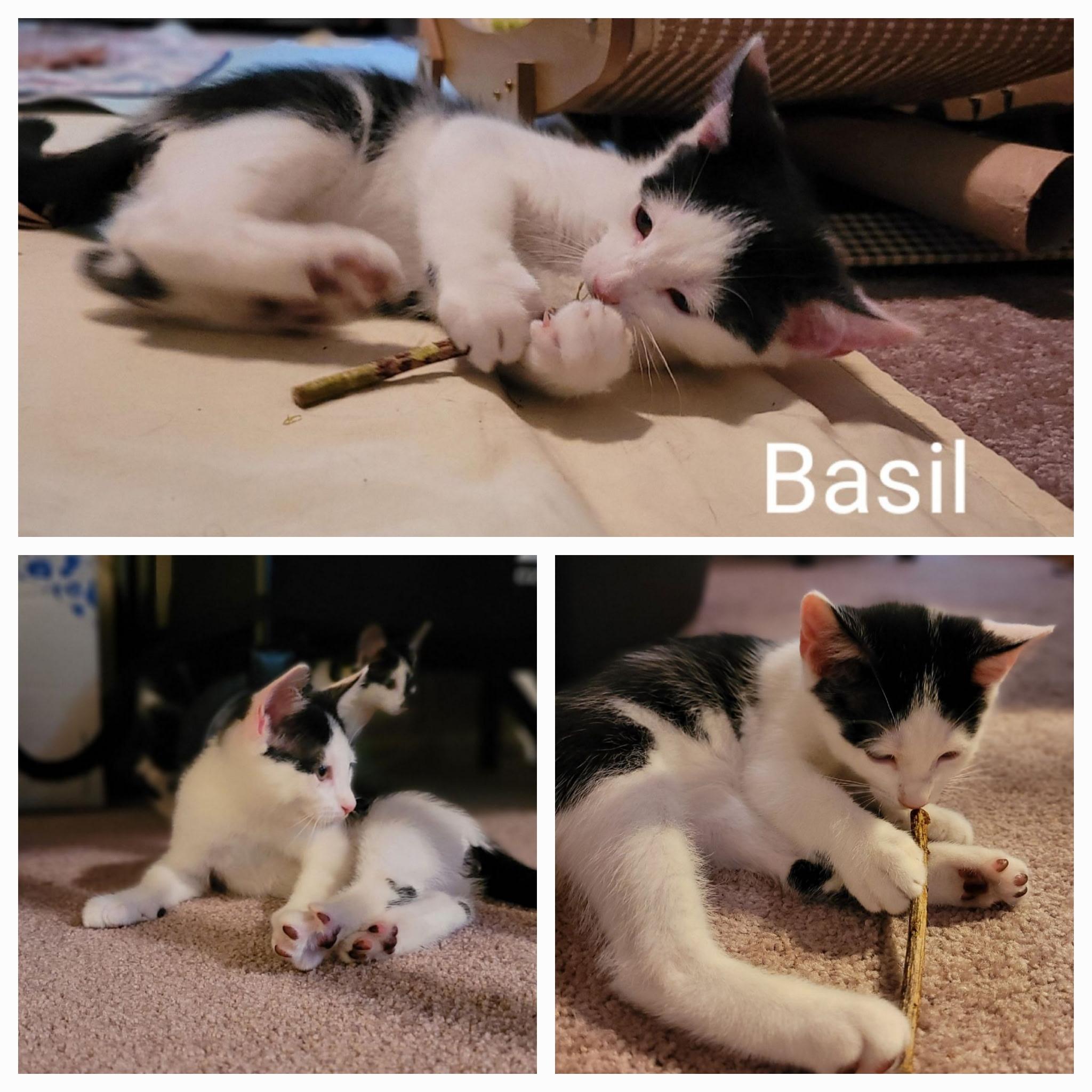 Basil, a Adoptable Tuxedo in Woodbridge, VA image 1/2