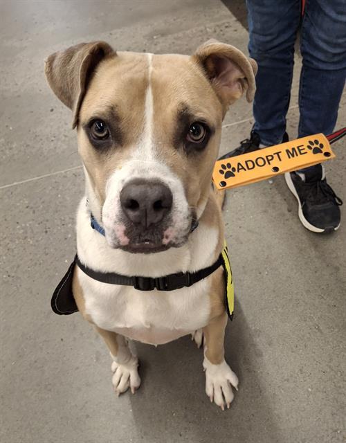 AYLA, Adoptable, Adult Female Boxer & American Bulldog.