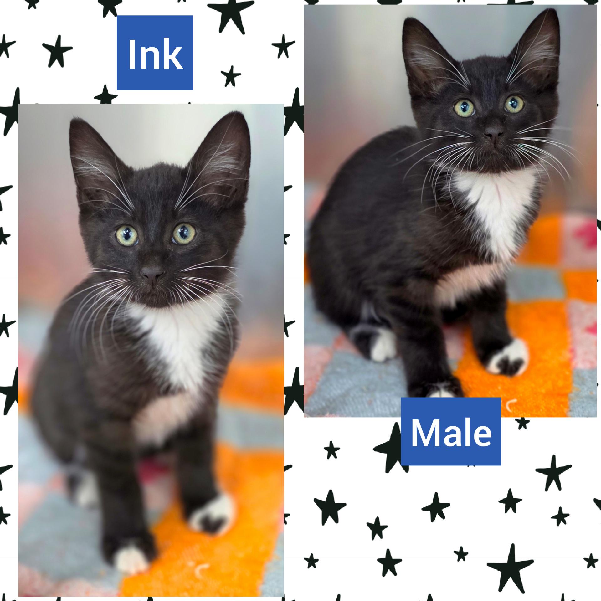 Enlarge Ink, a Adoptable Domestic Short Hair in Beaverton, OR image 3/3