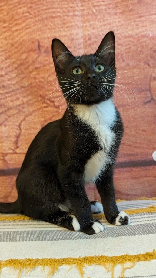 Ink, Adoptable, Kitten Male Domestic Short Hair.