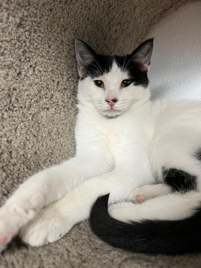 Wasabi, Adoptable, Adult Female Domestic Short Hair.