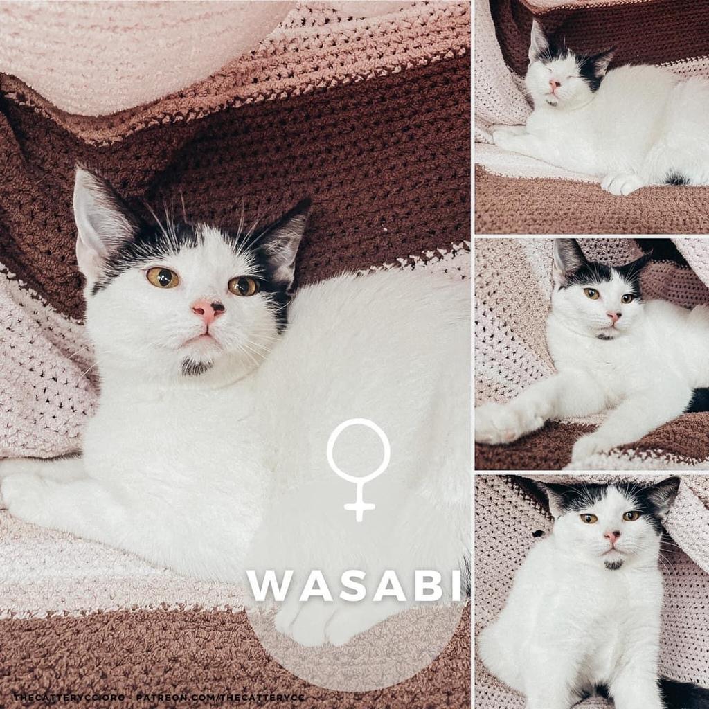 Enlarge Wasabi, a Adoptable mixed breed in Corpus Christi, TX image 2/4