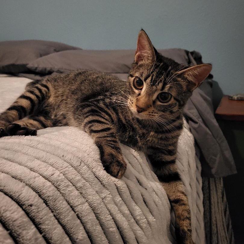 Enlarge Kit, a Adoptable Domestic Short Hair in Port Richey, FL image 3/6