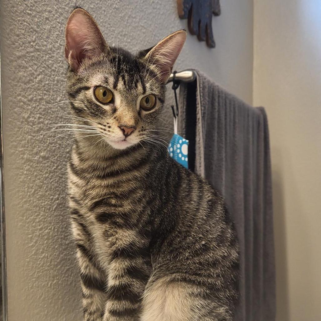 Enlarge Kit, a Adoptable Domestic Short Hair in Port Richey, FL image 4/6