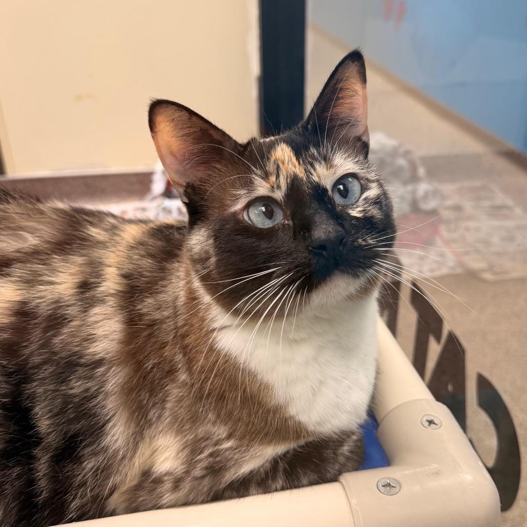 Kitten, Adoptable, Senior Female Domestic Short Hair.