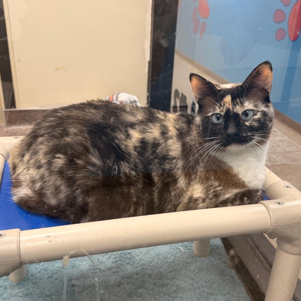 Kitten, a Adoptable Domestic Short Hair in Cheyenne, WY image 2/4