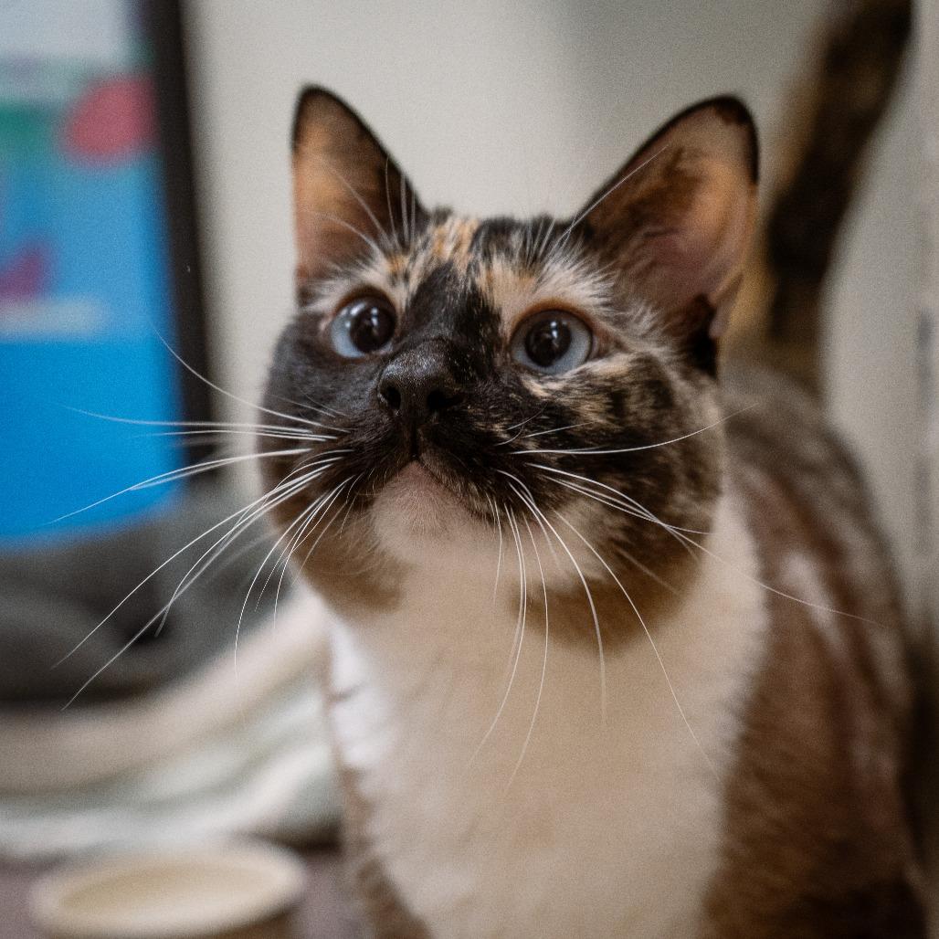 Kitten, a Adoptable Domestic Short Hair in Cheyenne, WY image 3/4