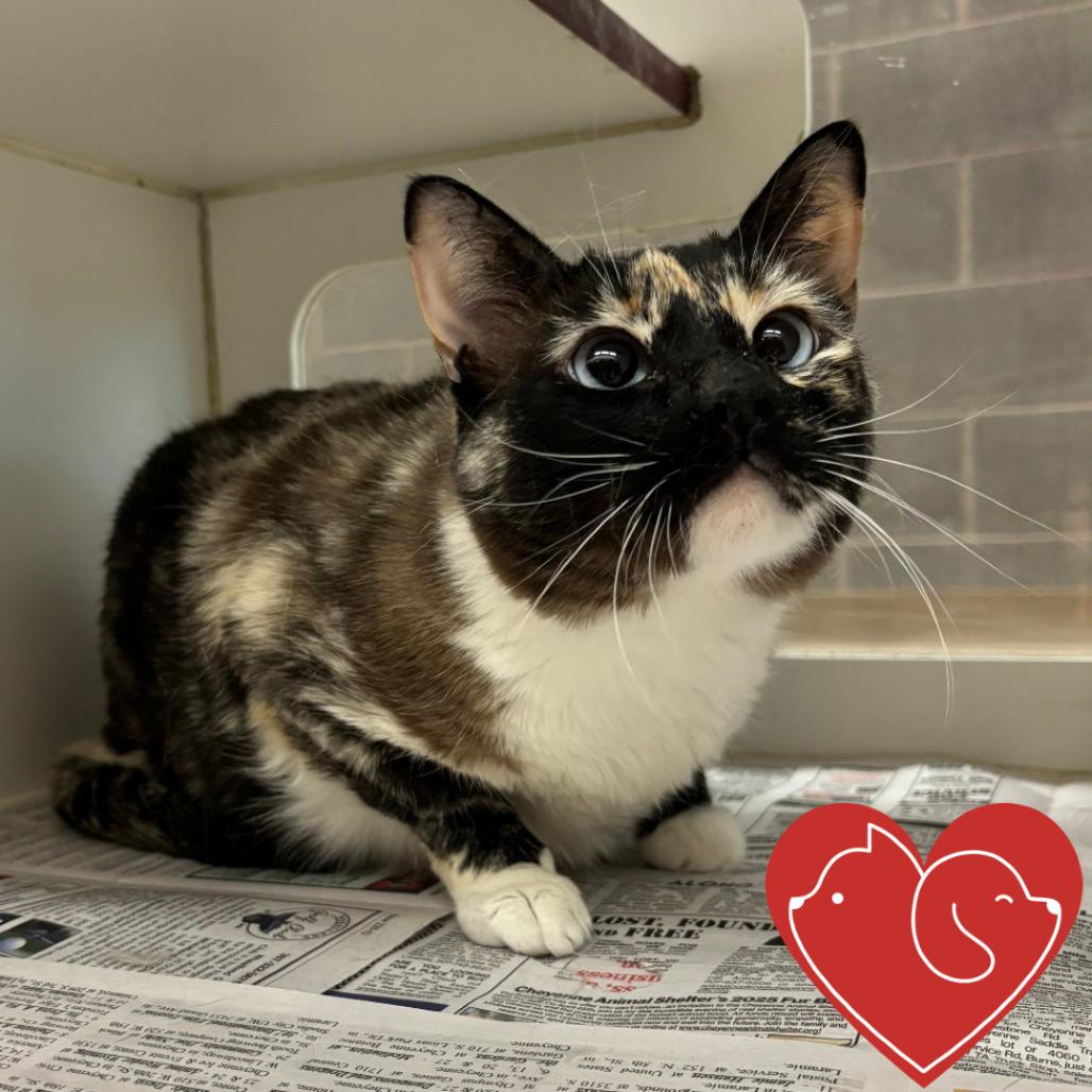 Kitten, a Adoptable Domestic Short Hair in Cheyenne, WY image 4/4