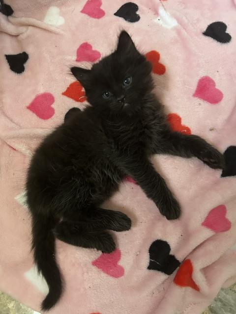 Enlarge Bear Bear, a Adopted Domestic Medium Hair in Las Vegas, NV image 1/1