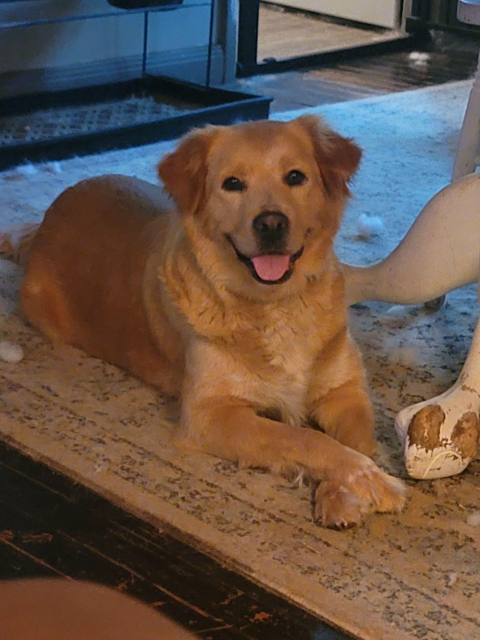 Enlarge Viola , a ADOPTABLE mixed breed in Kiowa, OK image 4/6