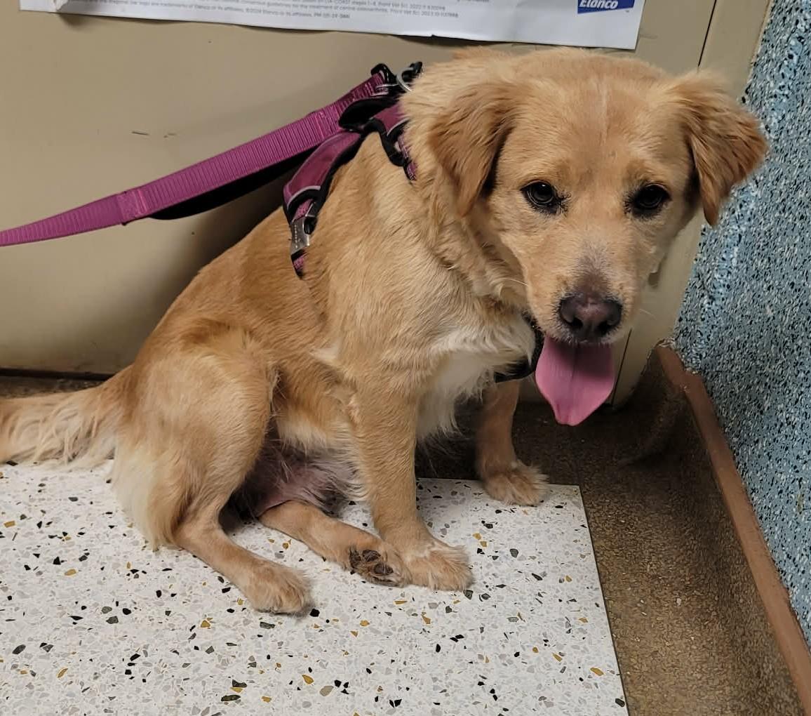 Enlarge Viola , a ADOPTABLE mixed breed in Kiowa, OK image 3/6