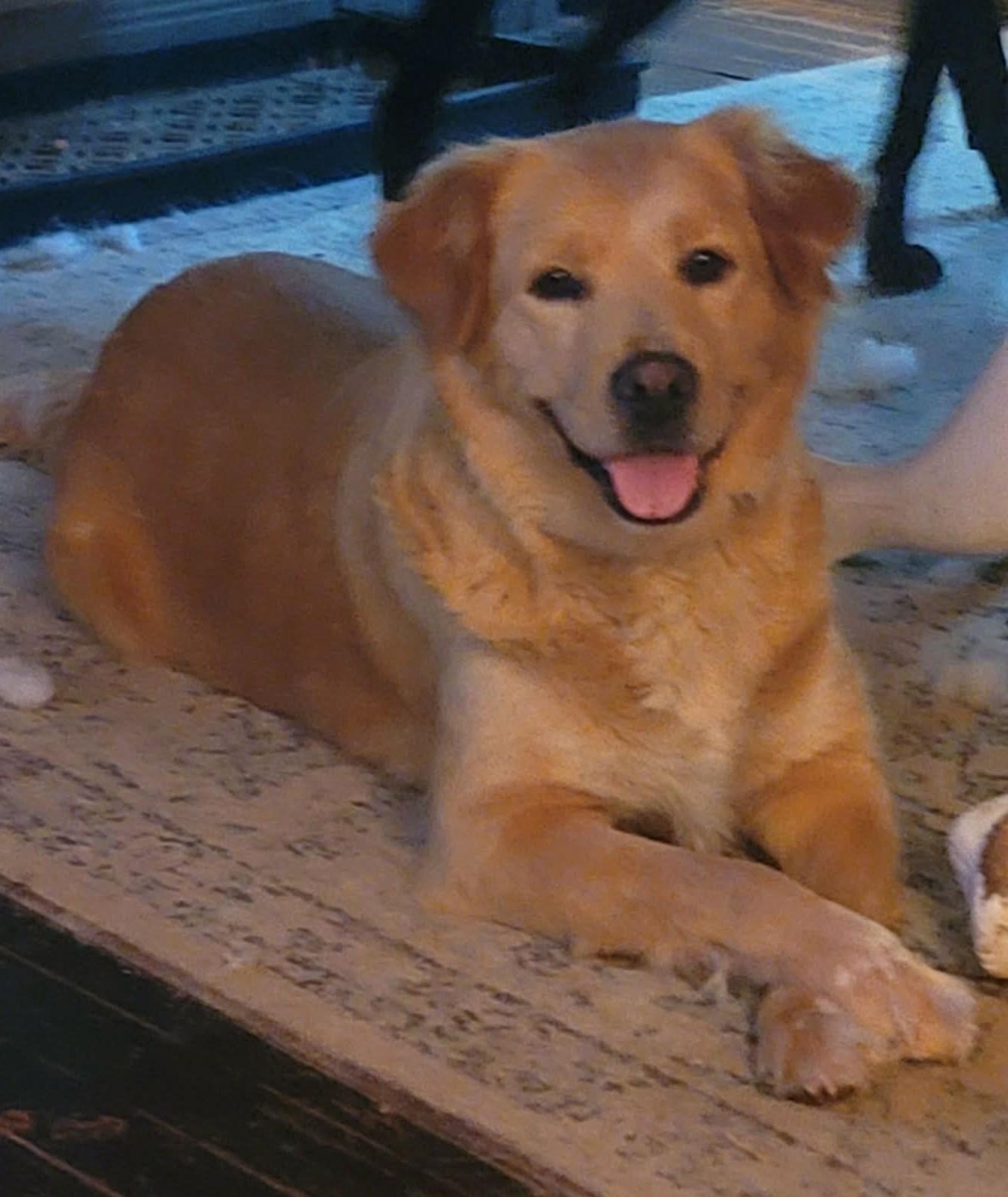 Viola , ADOPTABLE, Adult Female Golden Retriever.