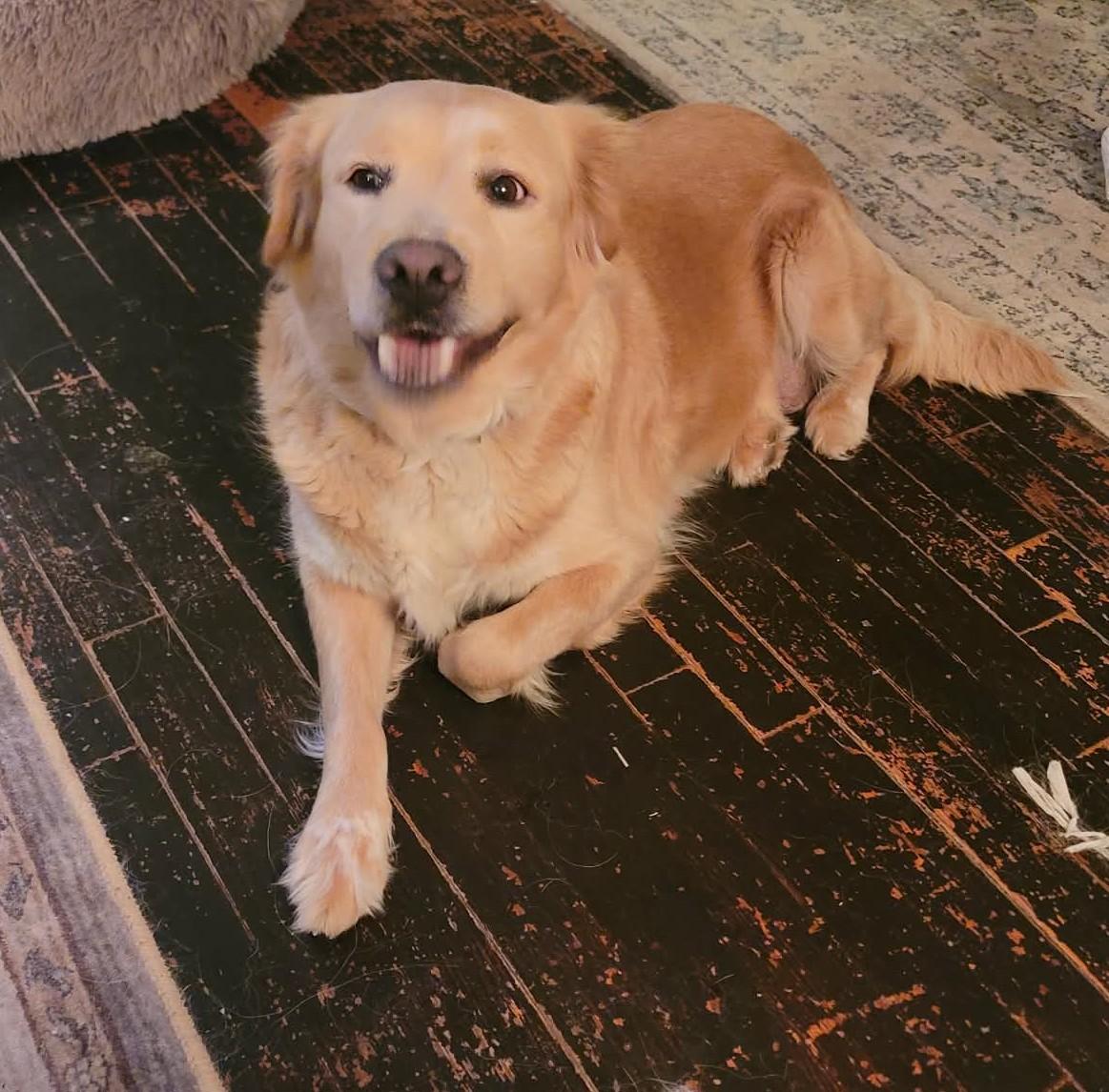 Enlarge Viola , a ADOPTABLE mixed breed in Kiowa, OK image 5/6