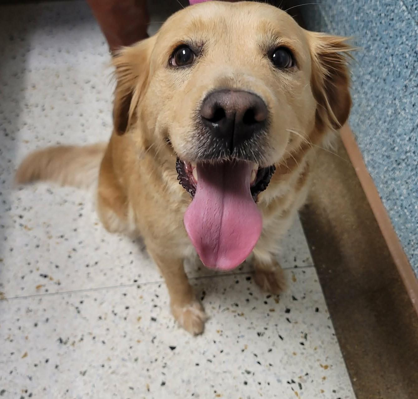 Enlarge Viola , a ADOPTABLE mixed breed in Kiowa, OK image 6/6