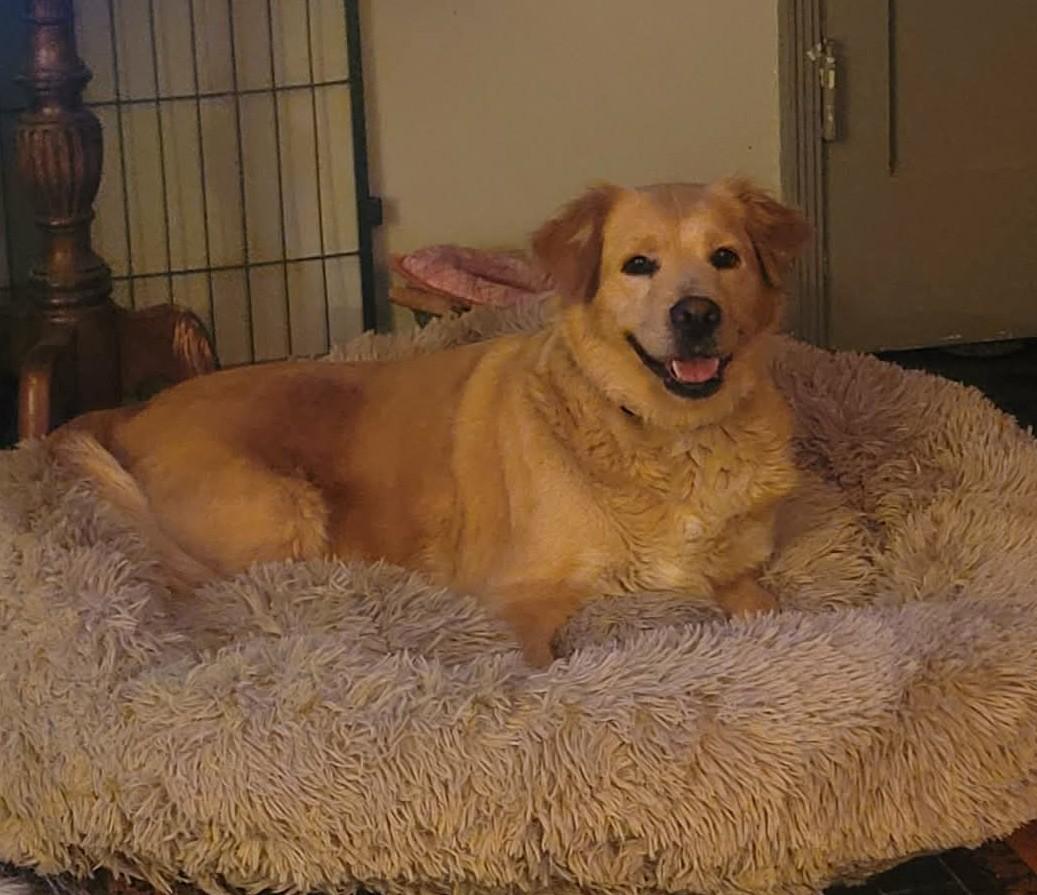 Enlarge Viola , a ADOPTABLE mixed breed in Kiowa, OK image 2/6