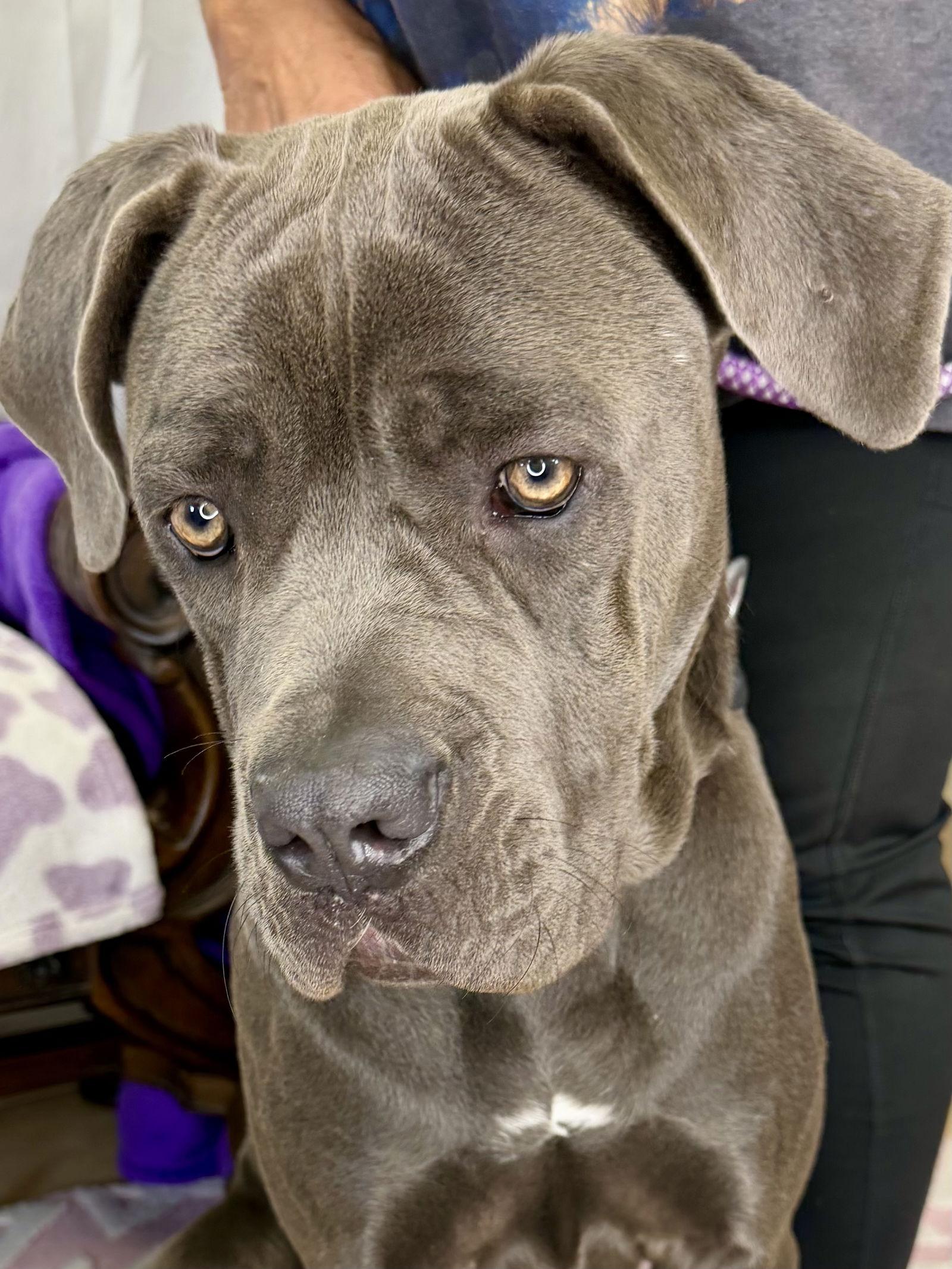 Enlarge Megan - ADOPTION PENDING, a Adoptable Cane Corso image 1/3