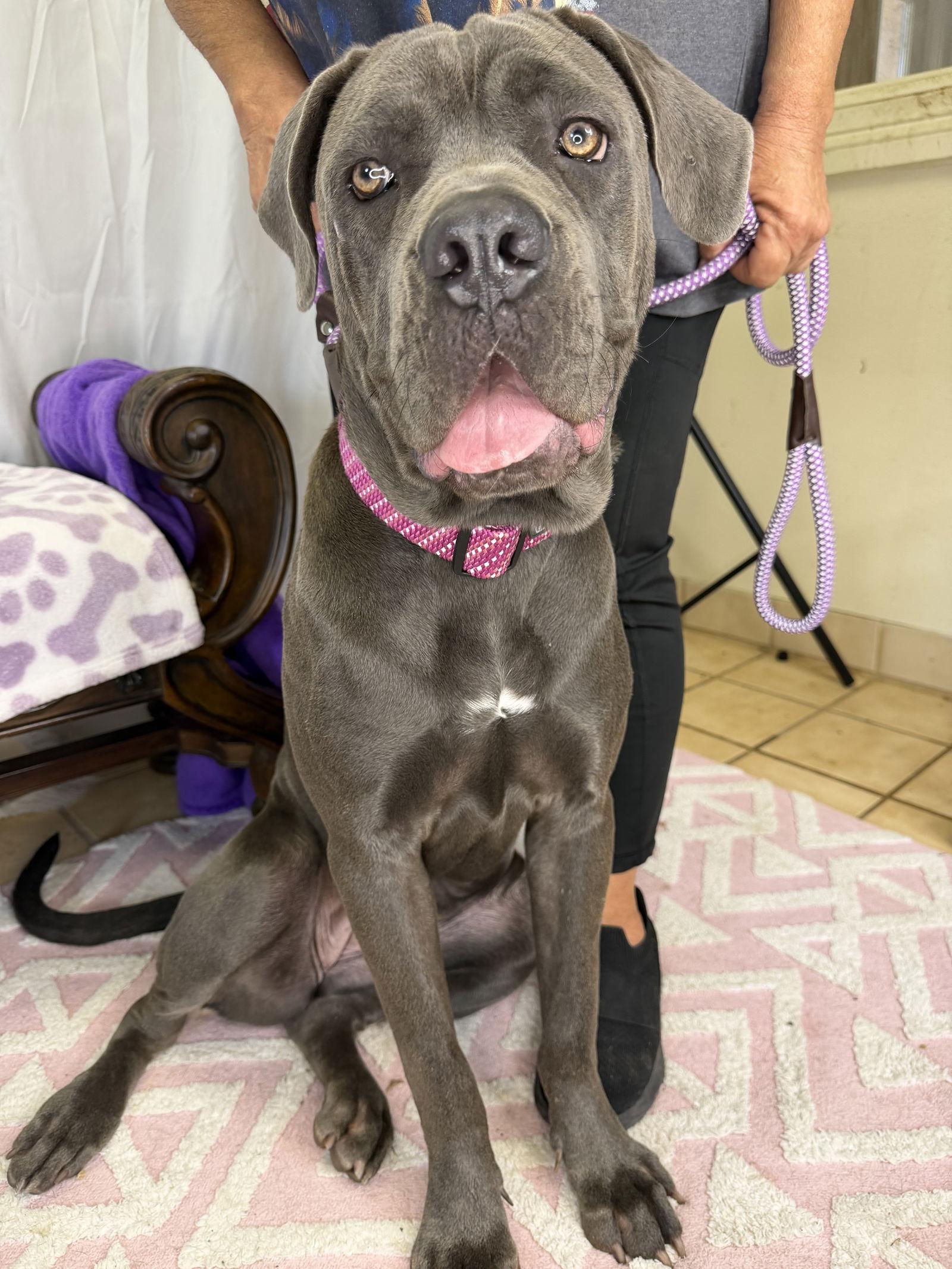 Enlarge Megan - ADOPTION PENDING, a Adoptable Cane Corso image 2/3