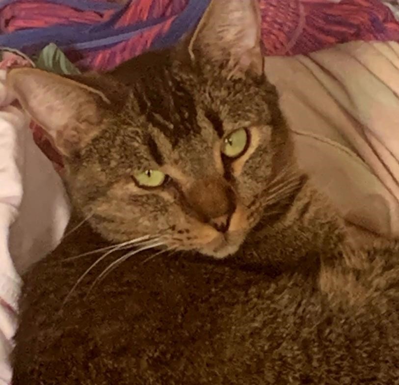 Niles, Adoptable, Adult Male Tabby & Domestic Short Hair.