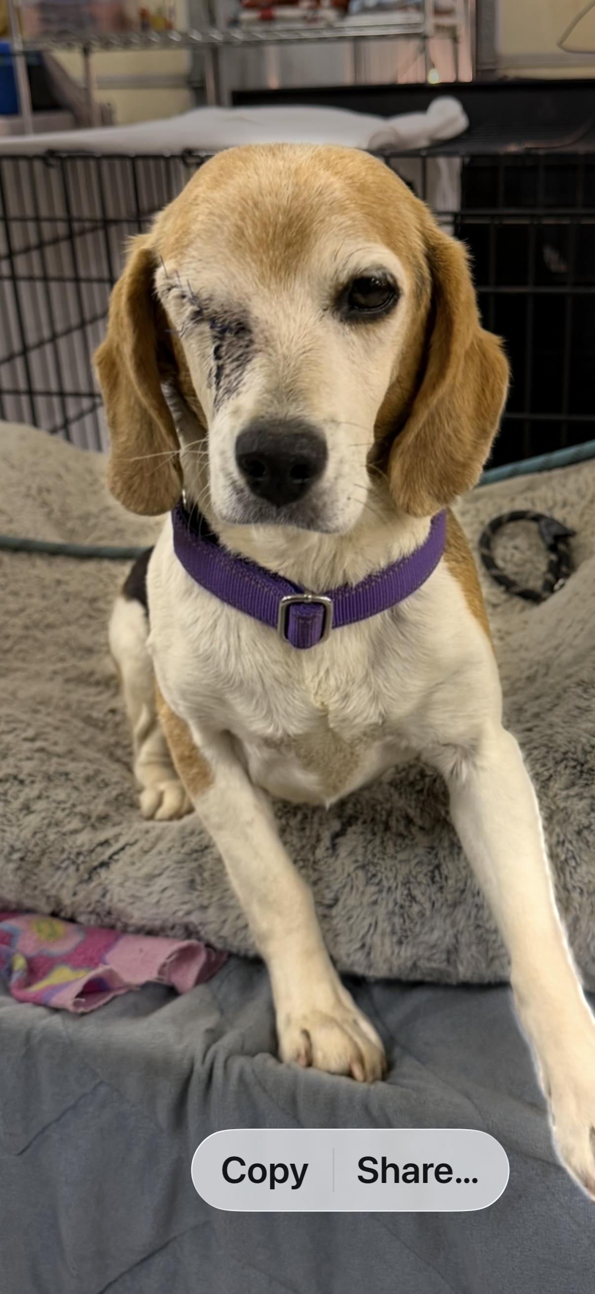 Sally, adopted, Adult Female Beagle.