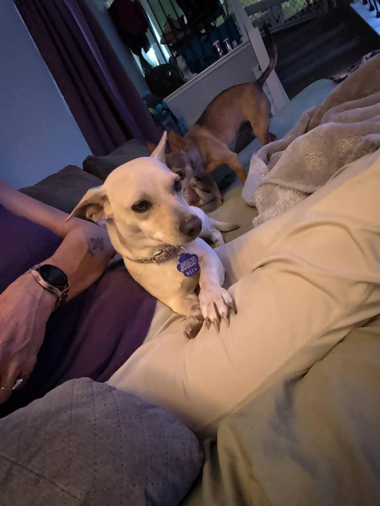 Laney, Adoptable, Young Female Chihuahua.
