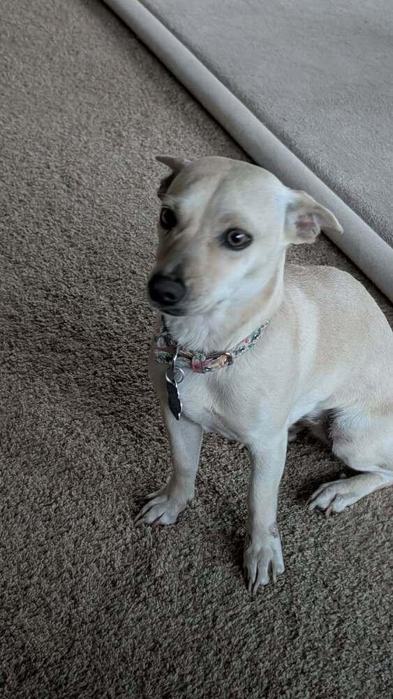 Enlarge Laney, a Adoptable mixed breed in Parker, CO image 4/4