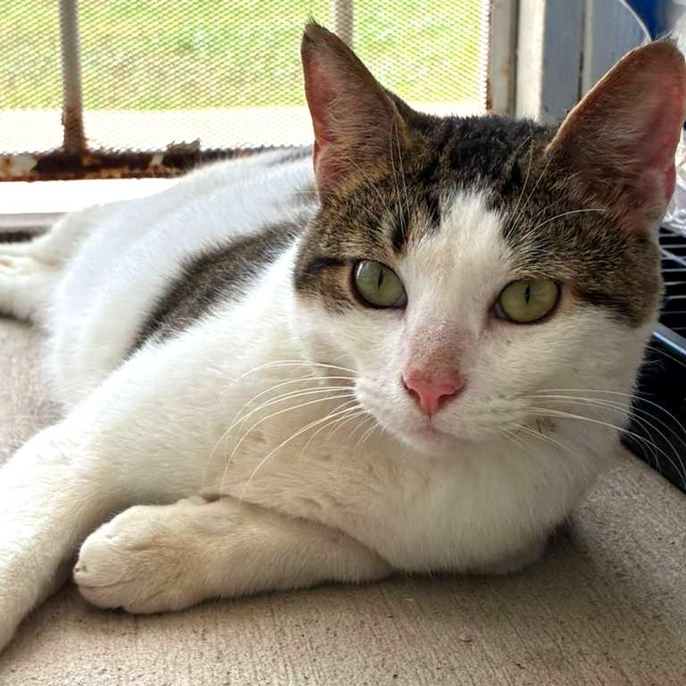 Enlarge Buddy, a Adoptable Domestic Short Hair in Laredo, TX image 1/5