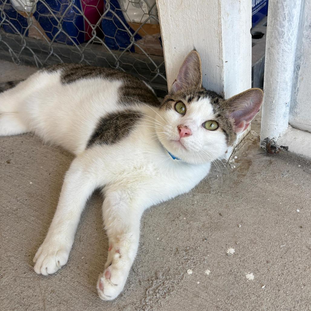 Enlarge Buddy, a Adoptable Domestic Short Hair in Laredo, TX image 1/6