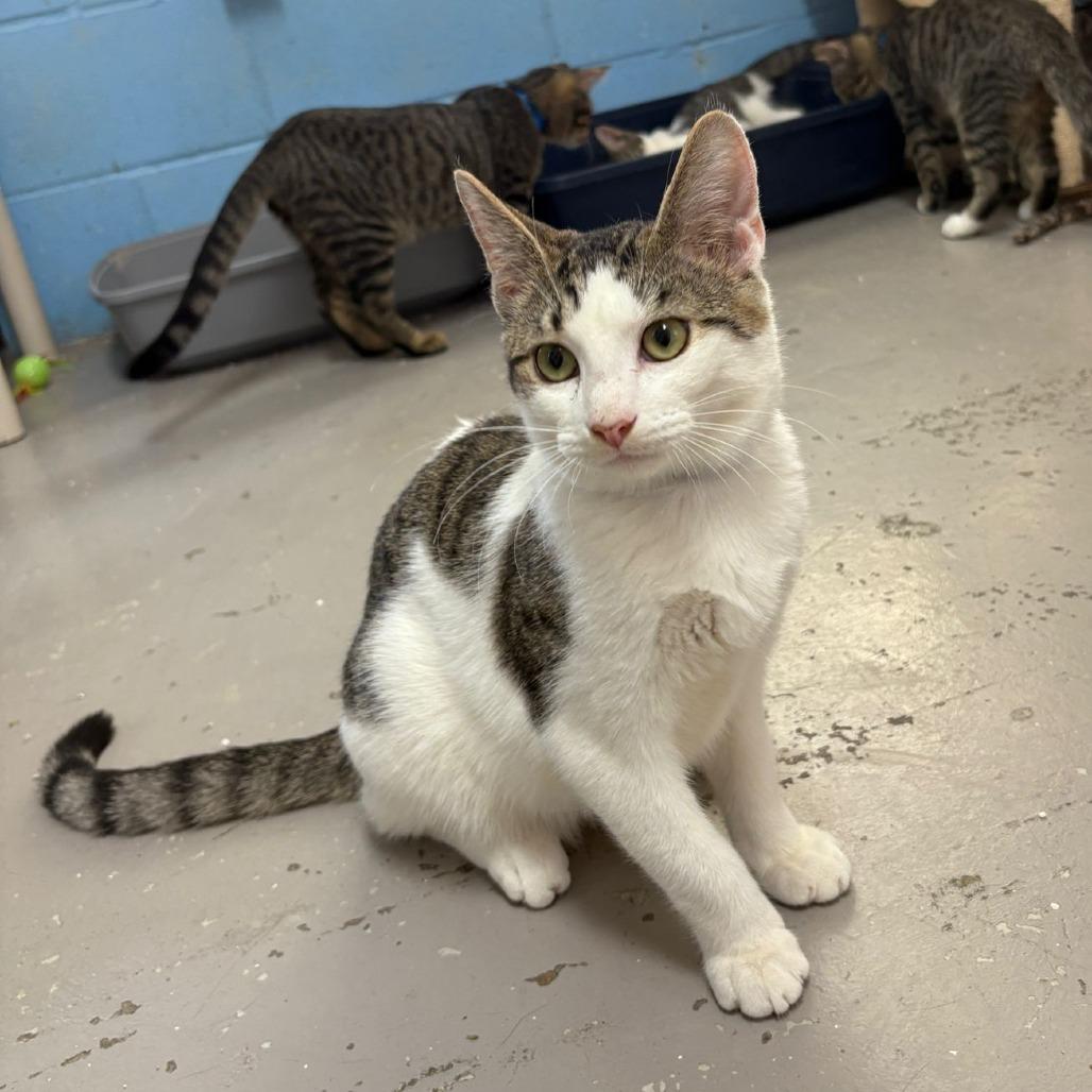 Enlarge Buddy, a Adoptable Domestic Short Hair in Laredo, TX image 2/6