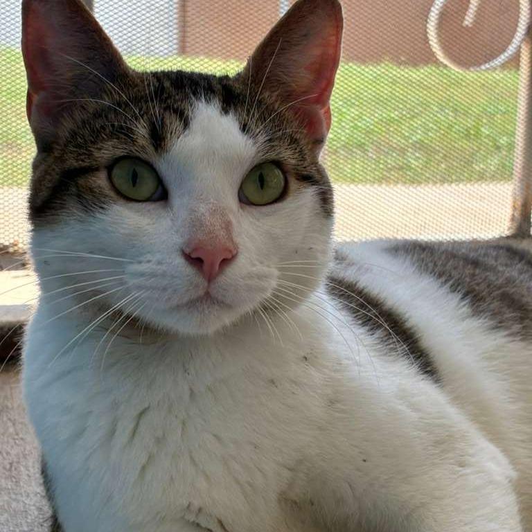 Enlarge Buddy, a Adoptable Domestic Short Hair in Laredo, TX image 3/6