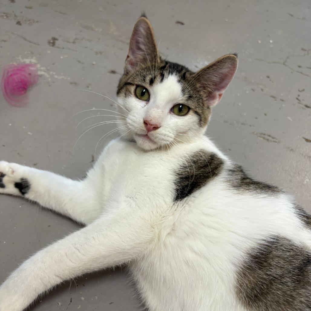 Enlarge Buddy, a Adoptable Domestic Short Hair in Laredo, TX image 3/6