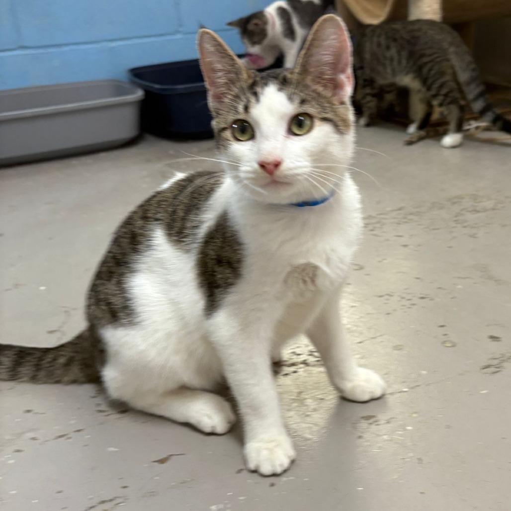 Enlarge Buddy, a Adoptable Domestic Short Hair in Laredo, TX image 4/6