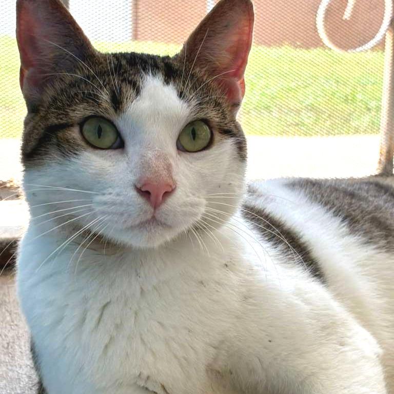 Enlarge Buddy, a Adoptable Domestic Short Hair in Laredo, TX image 4/5