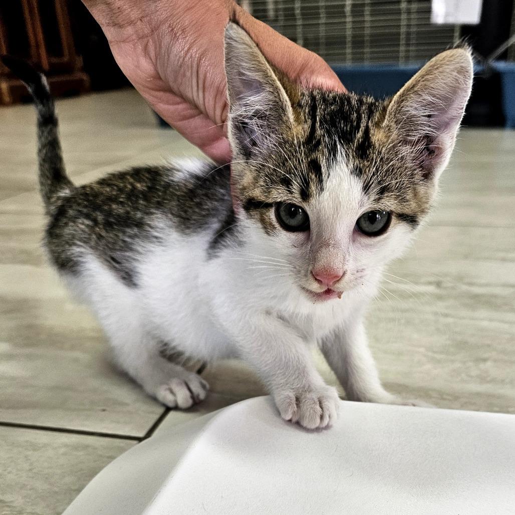 Enlarge Buddy, a Adoptable Domestic Short Hair in Laredo, TX image 5/6