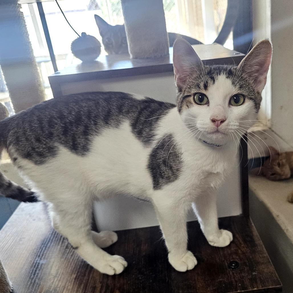 Enlarge Buddy, a Adoptable Domestic Short Hair in Laredo, TX image 6/6