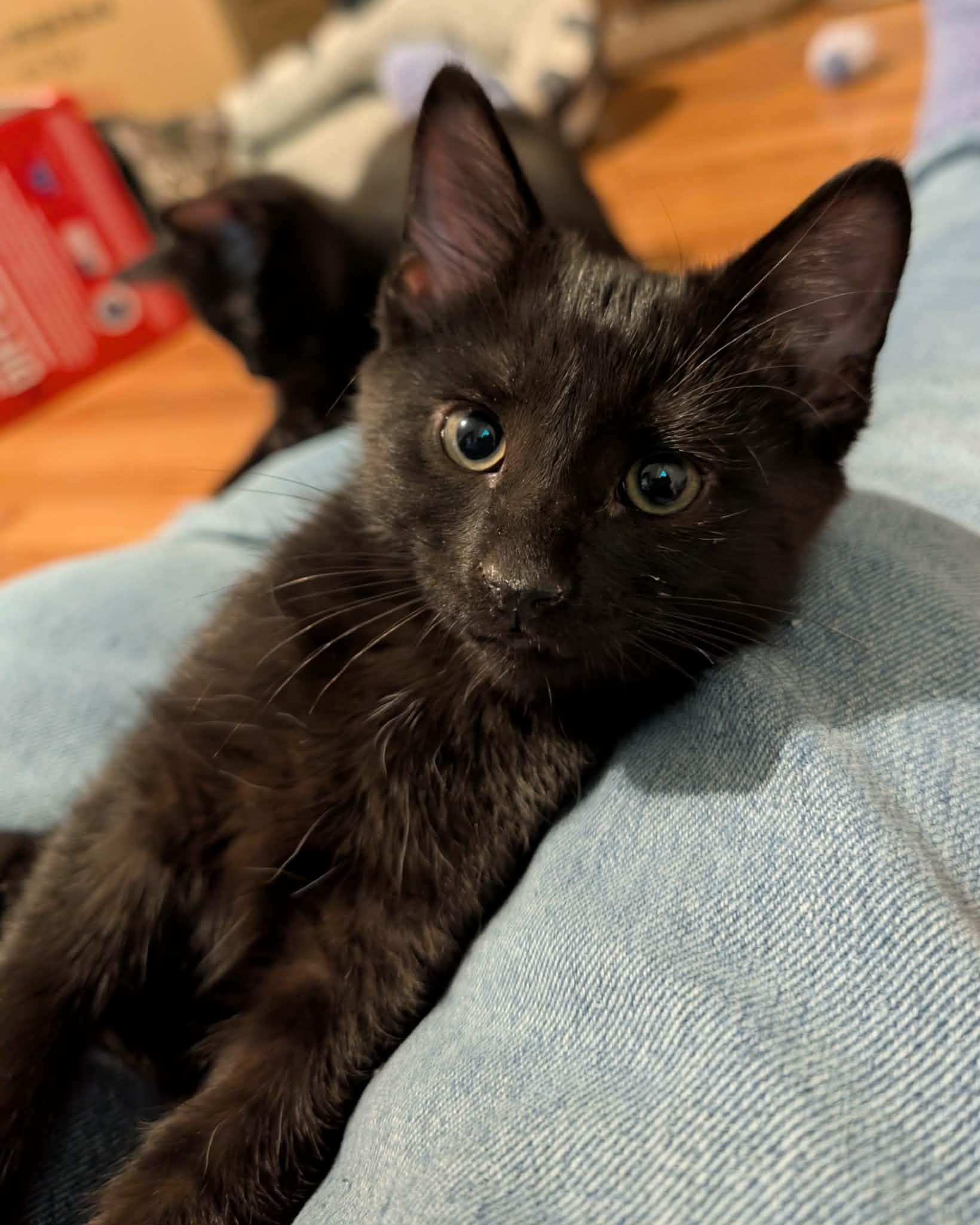 Enlarge Sabre, a ADOPTABLE Domestic Short Hair in Granite Falls, NC image 5/6