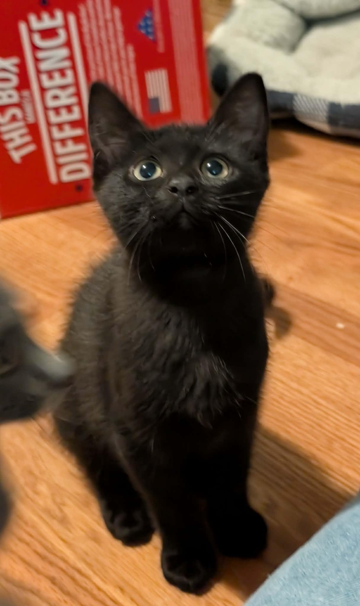 Enlarge Sabre, a ADOPTABLE Domestic Short Hair in Granite Falls, NC image 3/6
