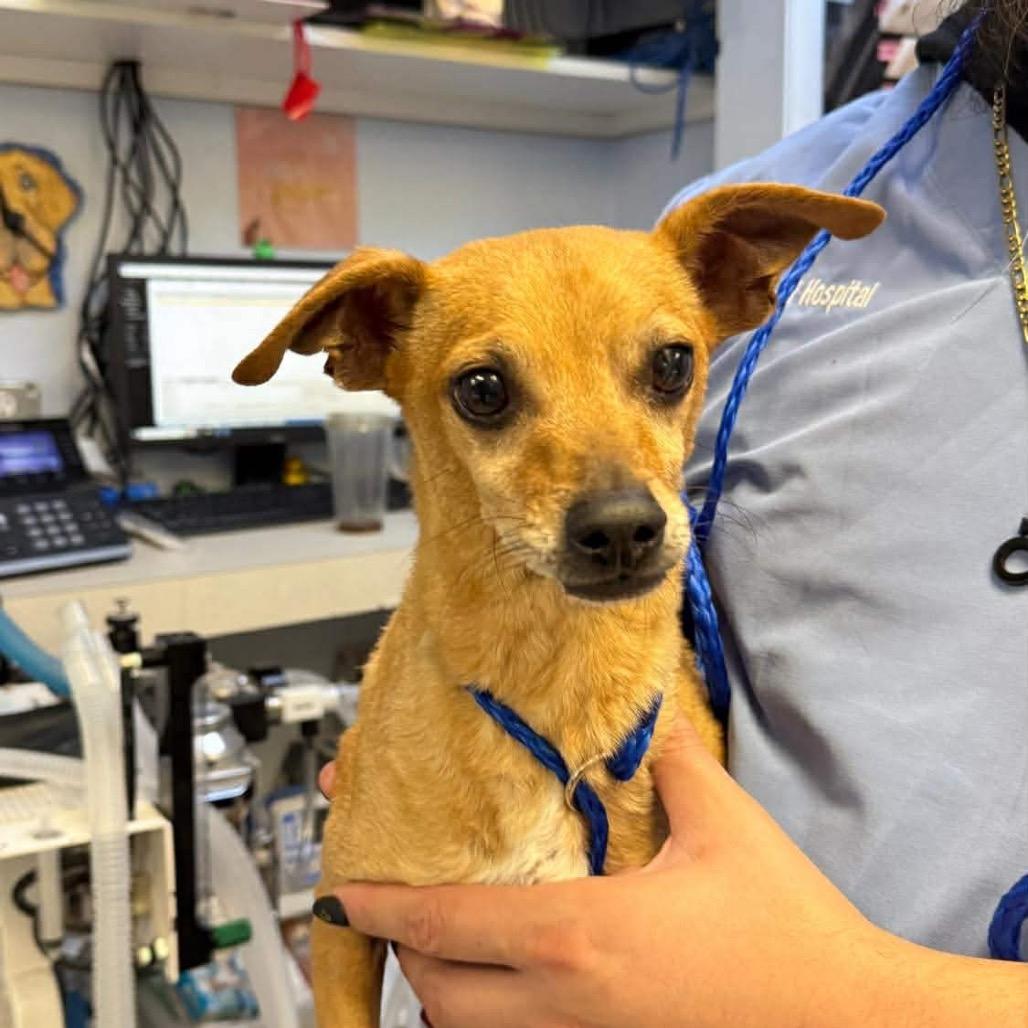 Enlarge Mashed Potatoes PP F NV, a Adoptable Chihuahua in Las Vegas, NV image 1/4