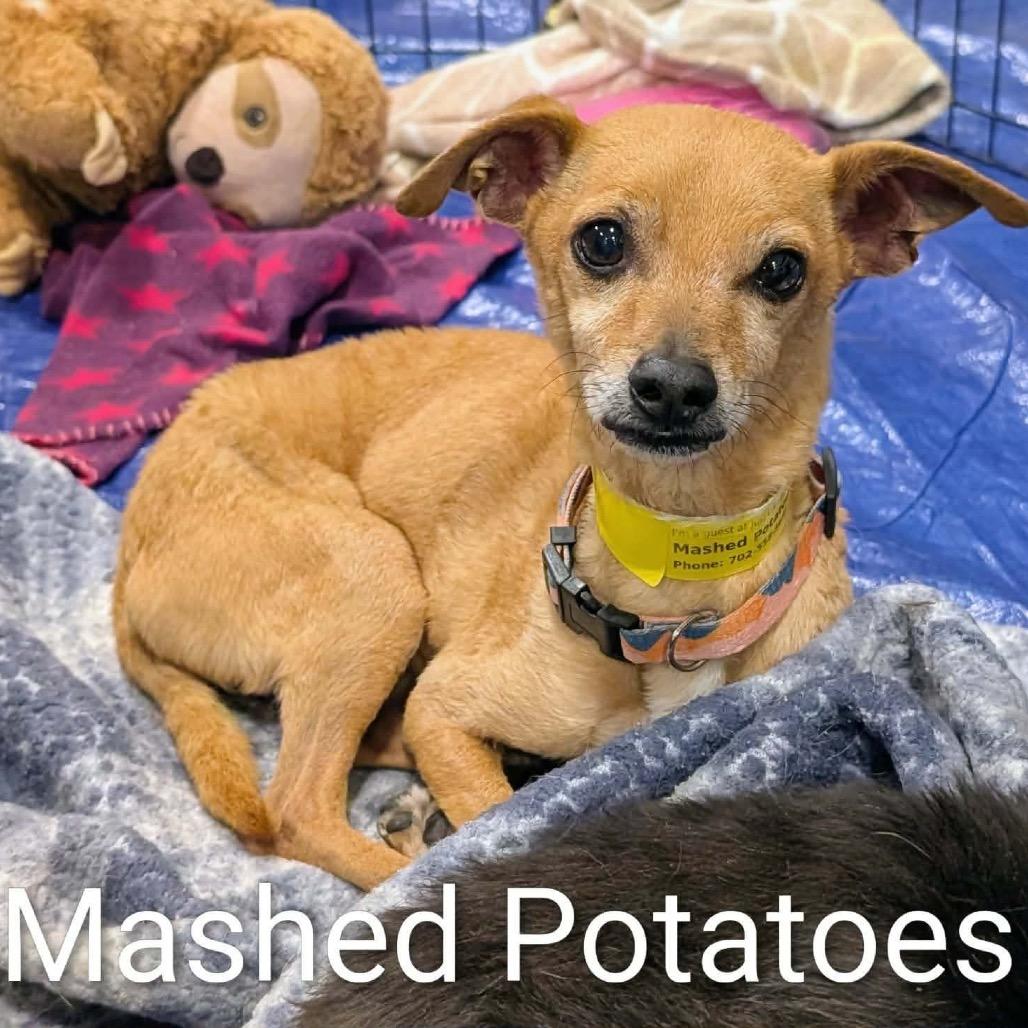 Enlarge Mashed Potatoes PP F NV, a Adoptable Chihuahua in Las Vegas, NV image 2/4